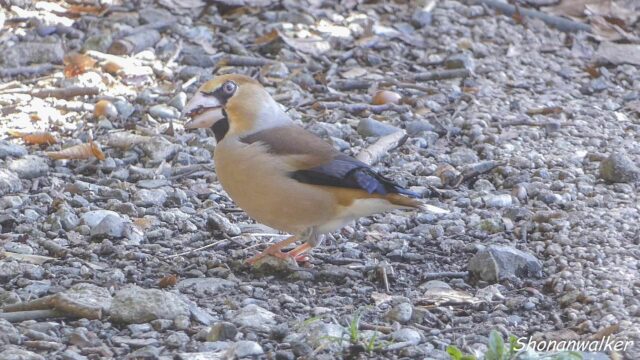 森散歩 2026.3月 路上のシメ 7
