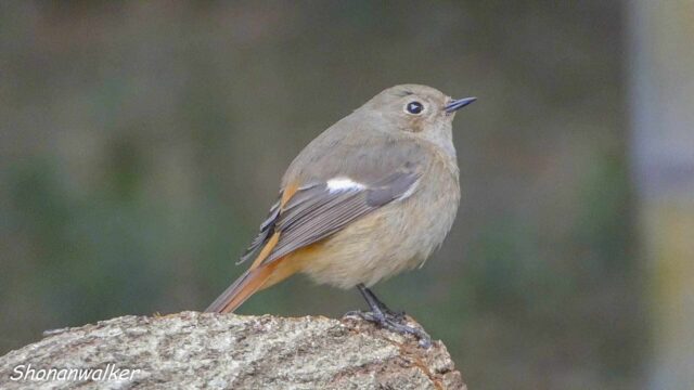 2026.03.02 森散歩 ジョウビタキ
