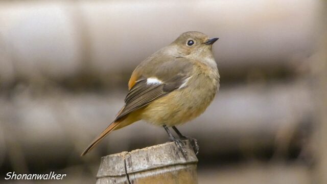 2026.03.09 森散歩 ジョウビタキ