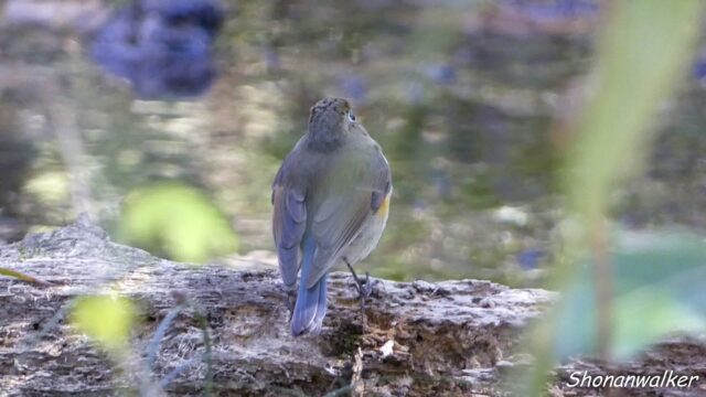 森の散歩 2026.03.12 ルリビタキ 記録