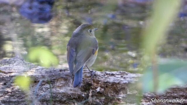 森の散歩 2026.03.12 ルリビタキ 記録 2