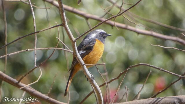 2026.03.12 森散歩 ジョウビタキ