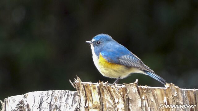 2026.03.13 森散歩 ルリビタキ