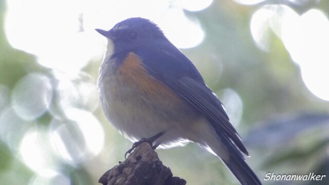 2026.03.13 森の中 ルリビタキ