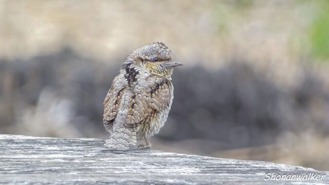 2026年3月冬 散歩道 越冬を続ける アリスイ