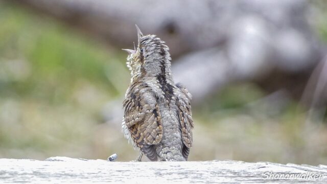 2026年3月冬 散歩道 越冬を続ける アリスイ 6