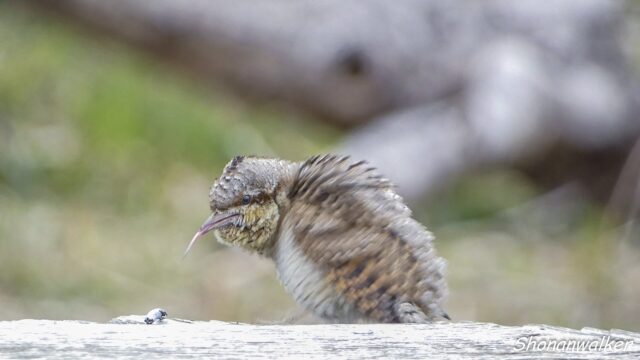 2026年3月冬 散歩道 越冬を続ける アリスイ 5