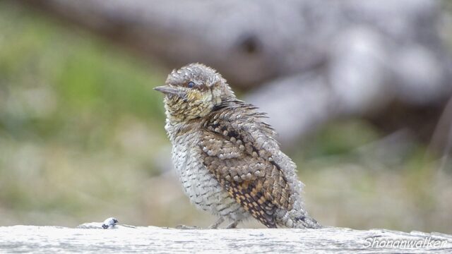 2026年3月冬 散歩道 越冬を続ける アリスイ 3