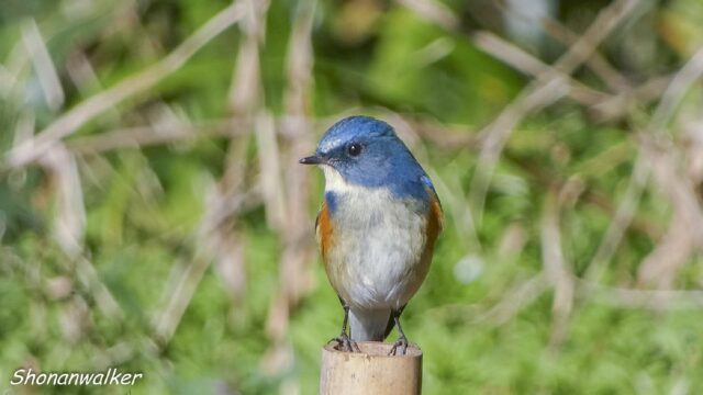 2026.03.14 森散歩 ルリビタキ 2