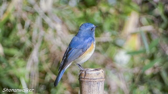 2026.03.14 森散歩 ルリビタキ 3 （*トリミング等処理）