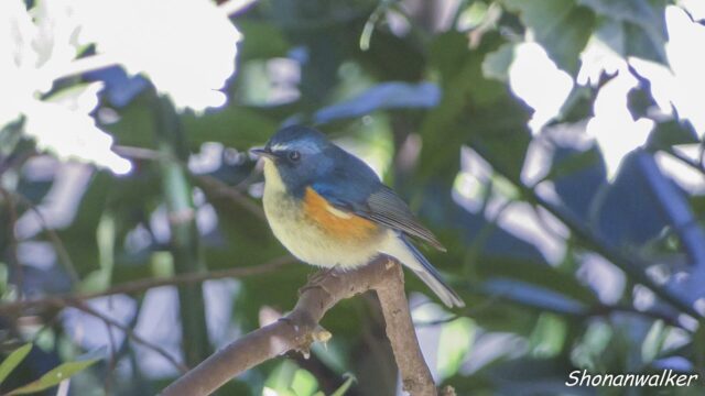 2026.03.14 森散歩 ルリビタキ