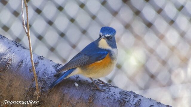 2026.03.14 森散歩 ルリビタキ 2