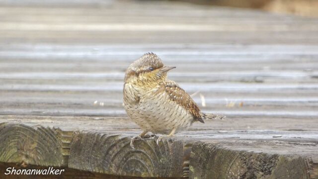 2026年3月中旬 散歩道 越冬を続ける アリスイ