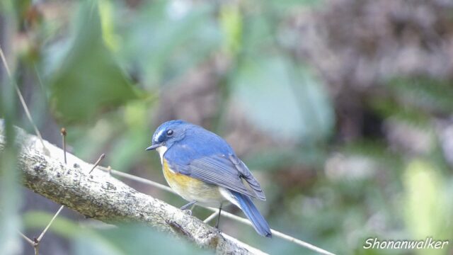 2026.03.18 森散歩 ルリビタキ