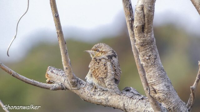 2026年3月中旬 散歩道 越冬を続ける アリスイ 3