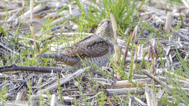 2026年3月中旬 散歩道 越冬を続ける アリスイ 2