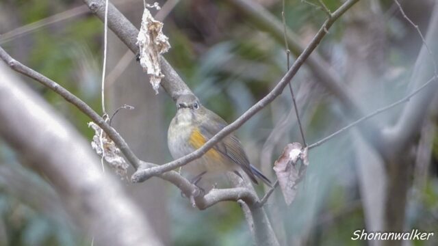 2026.03.17 森散歩 ルリビタキ 雌タイプ
