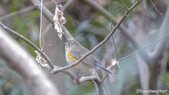 2026.03.17 森散歩 ルリビタキ 雌タイプ 2