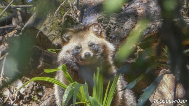 森散歩 2026.03.15 タヌキと探り合い