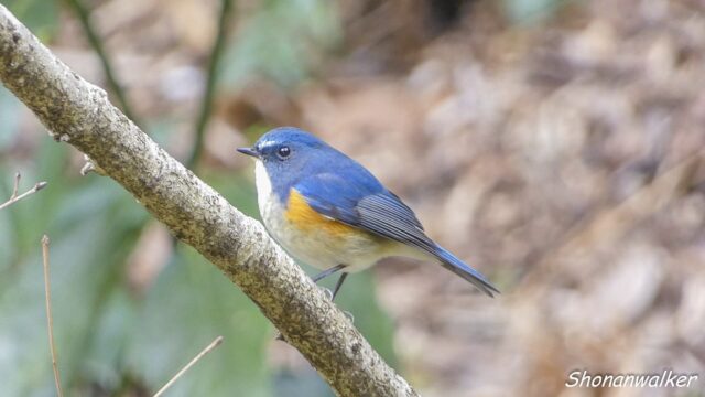 2026.03.18 森散歩 ルリビタキ 2