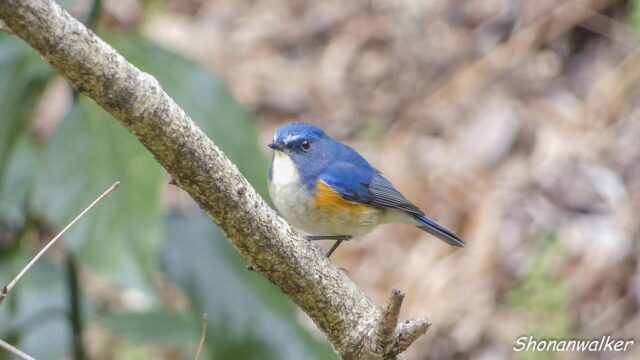 2026.03.18 森散歩 ルリビタキ 3