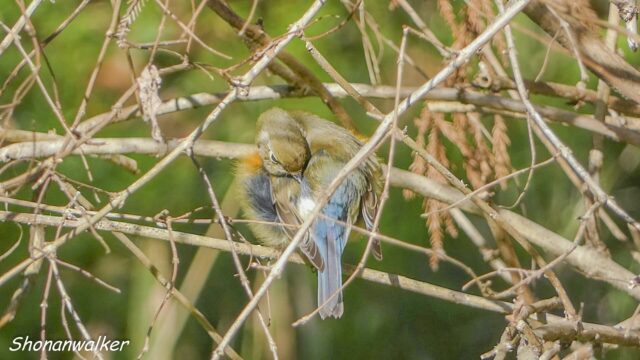 2026.03.2x 森散歩 ルリビタキ雌 3