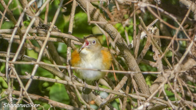 2026.03.2x 森散歩 ルリビタキ雌 2