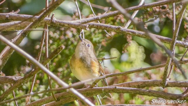 2026.03.2x 森散歩 ルリビタキ雌