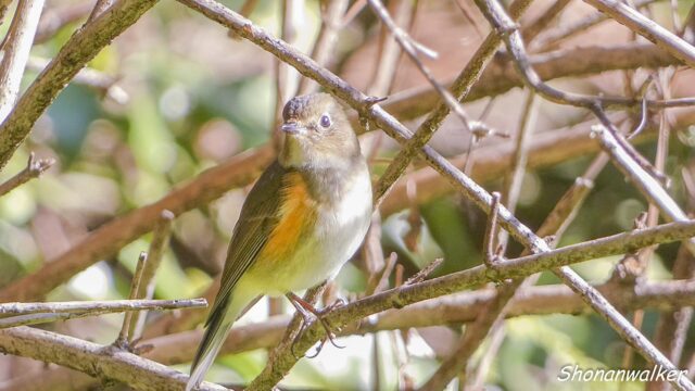 2026.03.24 森散歩 ルリビタキ雌 4