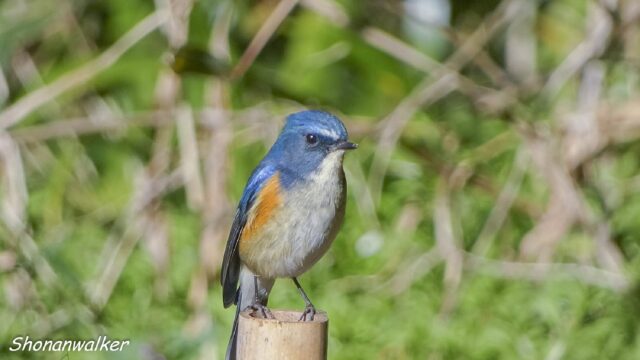 2026.03.14 森散歩 ルリビタキ3 （*トリミング等処理）
