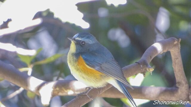 2026.03.14 森散歩 ルリビタキ 4