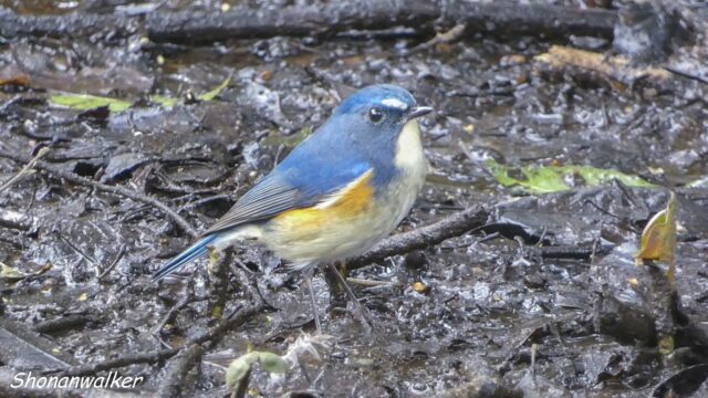 2026.03.19 森散歩 ルリビタキ 3