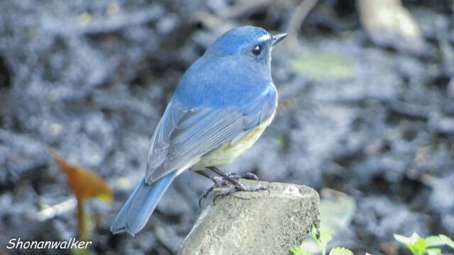 2026.03.19 森散歩 ルリビタキ 4