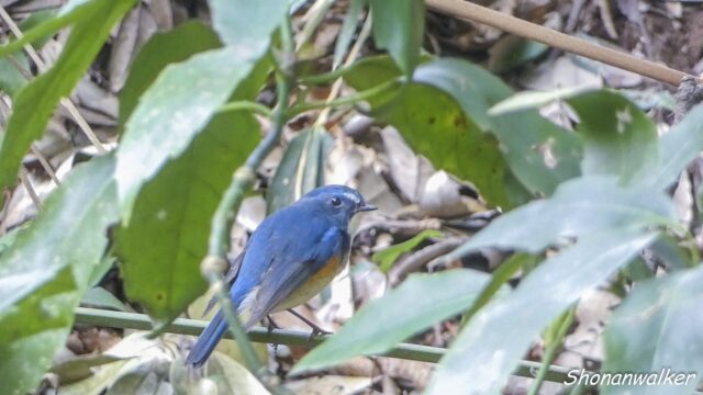 2026.03.19 森散歩 ルリビタキ