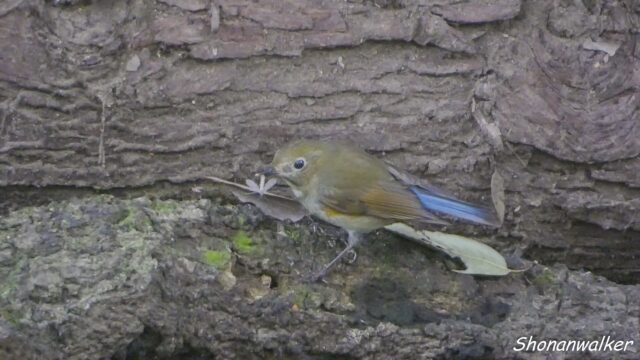 2026.03.25 森の観察 ルリビタキ雌 3