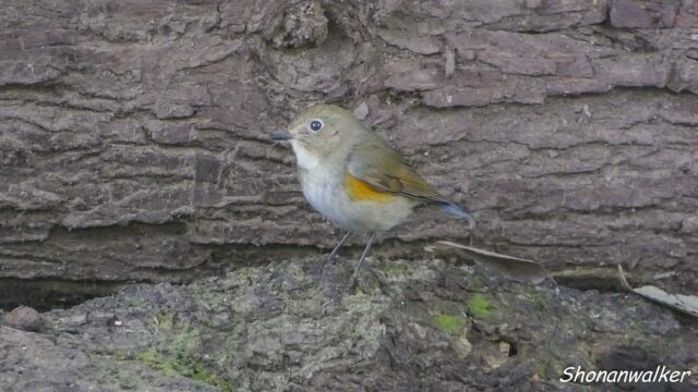 2026.03.25 森散歩 ルリビタキ雌