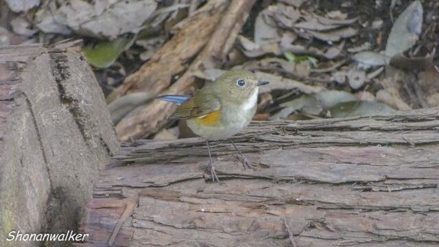 2026.03.25 森の観察 ルリビタキ雌 5