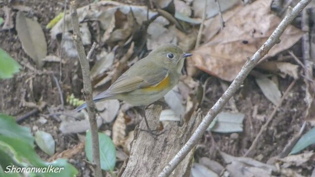 2026.03.25 森の観察 ルリビタキ雌 4