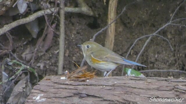 2026.03.25 森の観察 ルリビタキ雌 2
