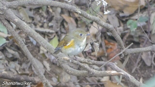 2026.03.25 森の観察 ルリビタキ雌